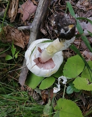 Agaricus sylvicola