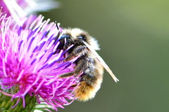 Bombus