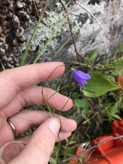 Campanula rotundifolia