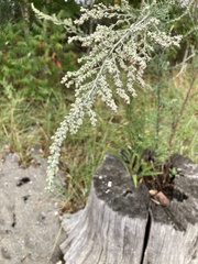 Oenothera parviflora