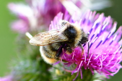 Bombus