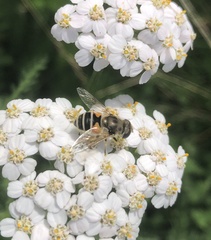 Eristalis arbustorum