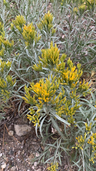 Chrysothamnus viscidiflorus