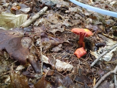 Hygrocybe