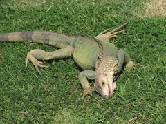 Iguana iguana