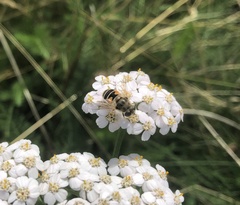 Eristalis arbustorum