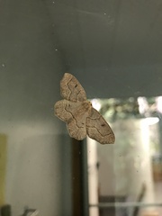 Lambdina fiscellaria