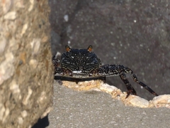 Grapsus grapsus