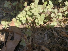 Sedum