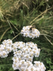 Eristalis arbustorum