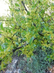 Rhamnus saxatilis