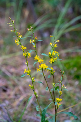 Solidago virgaurea
