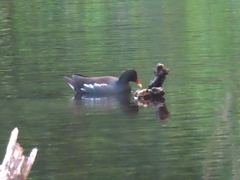 Gallinula galeata