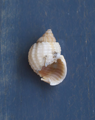 Nassarius conoidalis