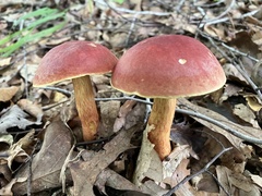 Baorangia bicolor