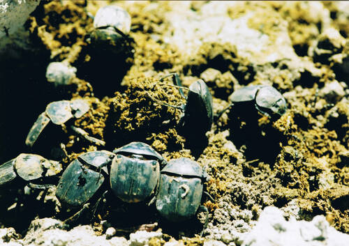 Popeye Dung Beetle