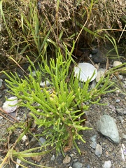 Salicornia