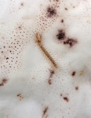 Lithobiomorpha