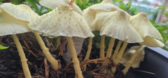 Leucocoprinus birnbaumii