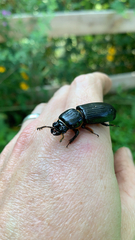 Odontotaenius disjunctus