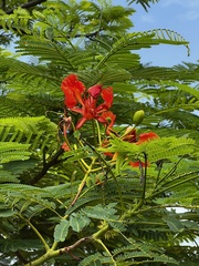 Delonix regia