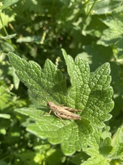 Chorthippus apricarius