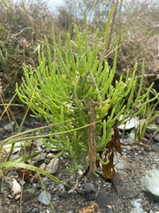 Salicornia