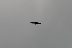 Pteropus seychellensis seychellensis