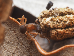 Cyphomyrmex minutus