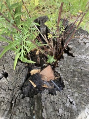 Oenothera parviflora