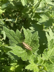 Chorthippus apricarius