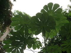 Cecropia