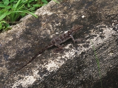 Anolis cristatellus