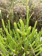 Salicornia