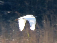 Egretta garzetta garzetta