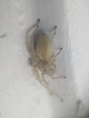 Cheiracanthium mildei