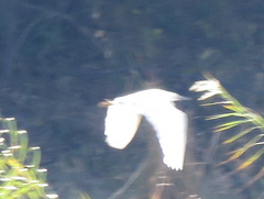 Egretta garzetta garzetta