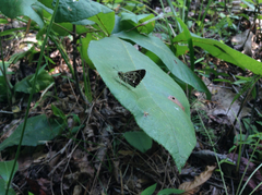 Amblyscirtes aesculapius