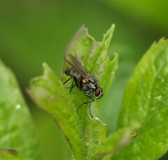 Anthomyiidae