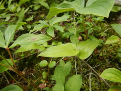 Maianthemum canadense