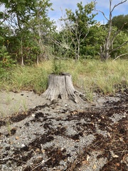 Oenothera parviflora