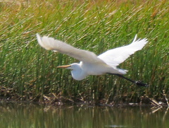 Ardea alba melanorhynchos