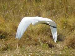 Ardea alba melanorhynchos