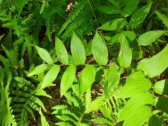 Streptopus lanceolatus