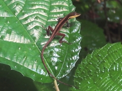 Anolis pulchellus