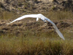 Ardea alba melanorhynchos