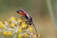 Sphecodes
