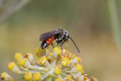 Sphecodes