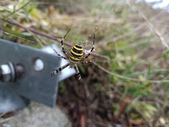Argiope bruennichi