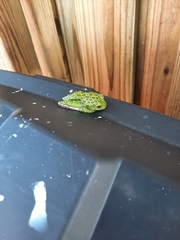 Hyla gratiosa